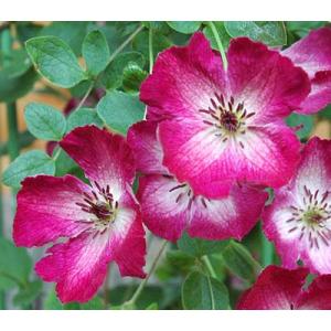 クレマチス　’マリア・ルージュ’　系統：フロリダ系  PVP　4.5号ロングポット