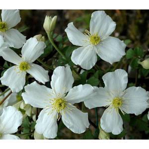 クレマチス　’モンタナ・プロスペリティ’　系統：モンタナ系　4.5号ロングポット