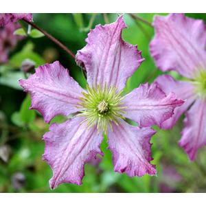 クレマチス　’テンテル’　系統：ビチセラ系　4.5号ロングポット