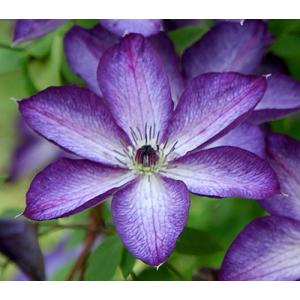 クレマチス　’ベノーサ・バイオラシア（ヴェノサ・ヴィオラセア）’　系統：ビチセラ系　12cmポット