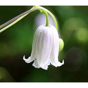 クレマチス　’カイウ’　系統：テキセンシス、ビオルナ系　4.5号ロングポット