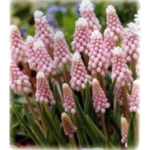 ムスカリ・ピンクサンライズ　球根植物　10.5cmポット