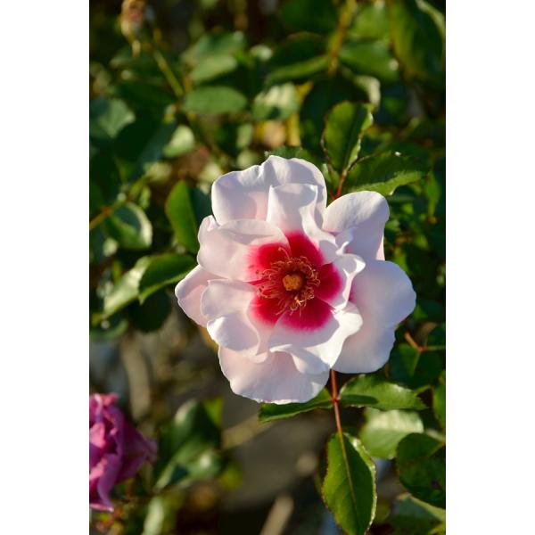 こころね（バラ苗：ロサ・オリエンティス） 大苗予約　7号鉢植え  《種苗登録出願中》