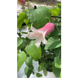 クレマチス　’ミルキーリップ'（テキセンシス、ビオルナ系）15cmポット