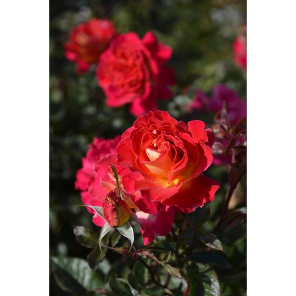 ピュール（バラ苗：ロサ・オリエンティス） 大苗予約　7号鉢植え  《種苗登録出願中》