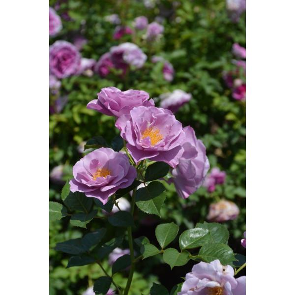 紫の上（バラ苗：ロサ・オリエンティス） 大苗予約　7号鉢植え  《種苗登録出願中》