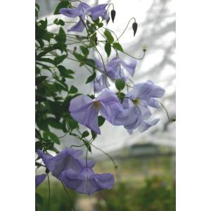 クレマチス　'ブルー・スプライト’　系統：インテグリフォリア系　4.5号ロングポット