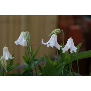 クレマチス　'ベビー・ホワイト’　系統：インテグリフォリア系　4.5号ロングポット