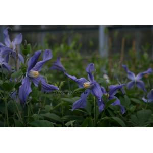 クレマチス　'ムーン・リバー’　系統：インテグリフォリア系　4.5号ロングポット