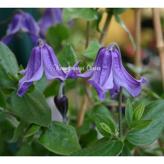 クレマチス　'ロマンス’　系統：インテグリフォリア系　4.5号ロングポット