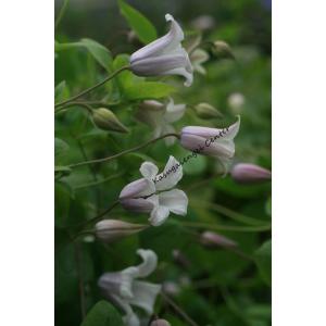 クレマチス　'エルフ’　系統：ヴィチセラ系　4.5号ロングポット