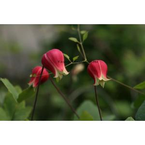 クレマチス　'恋のしずく’　系統：ヴィオルナ系　4.5号ロングポット《種苗登録品種》