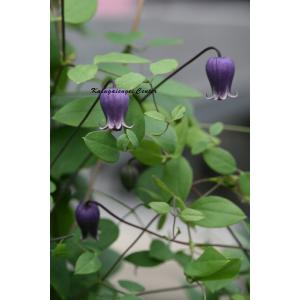 クレマチス　'ジルバ’　系統：ヴィオルナ系　4.5号ロングポット