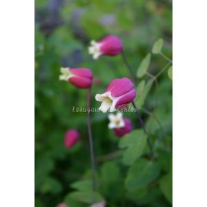 クレマチス　'テキセンシス・チェリーリップ’　系統：ヴィオルナ系　4.5号ロングポット