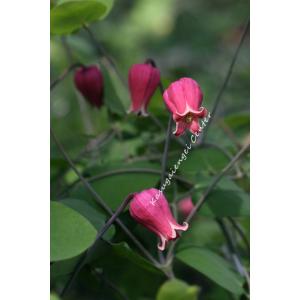 クレマチス　'天使の首飾り’系統：ヴィオルナ系　4.5号ロングポット《種苗登録品種》