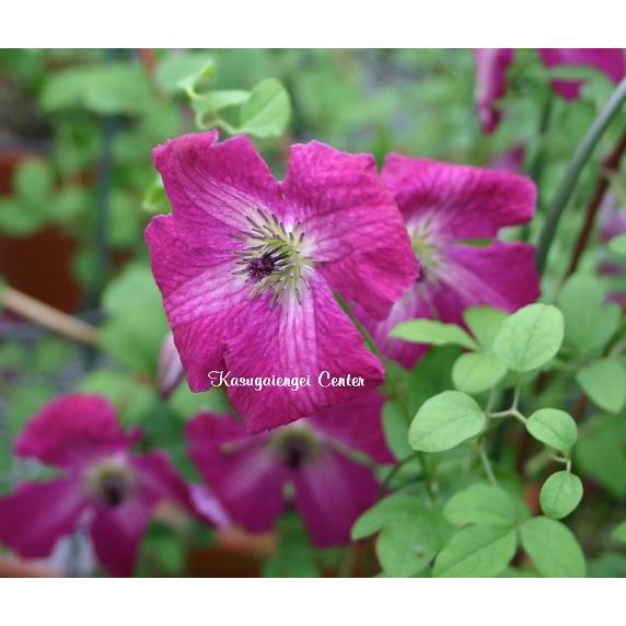 クレマチス　'カーメシーナ’　系統：ヴィチセラ系　4.5号ロングポット