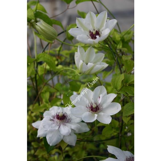 クレマチス &apos;華燭の舞（かしょくのまい）’　系統：早咲き大輪系　12cmポット