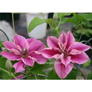 クレマチス　'紅小町’　系統：早咲き大輪系　4.5号ロングポット