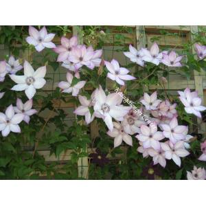 クレマチス &apos;ユートピア’　系統：フロリダ大輪系　12cmポット
