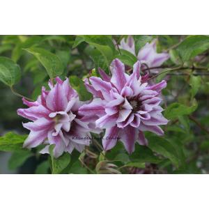 クレマチス　'絢爛の舞（けんらんのまい）’　系統：八重咲き大輪系　4.5号ロングポット