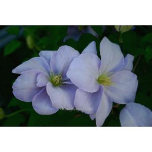 日本花キ流通 予約販売 クレマチス 苗 咲良の妖精 大内園芸オリジナル