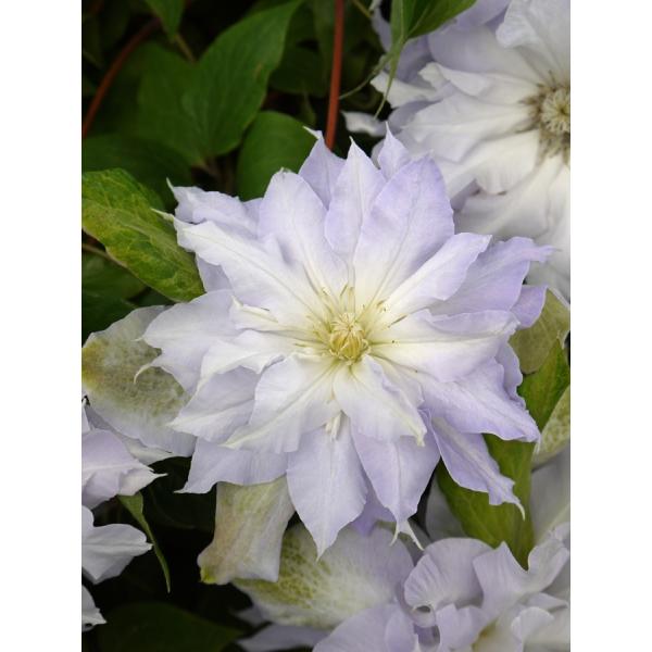 クレマチス　'カルセドニー’　系統：パテンス系　4.5号ロングポット