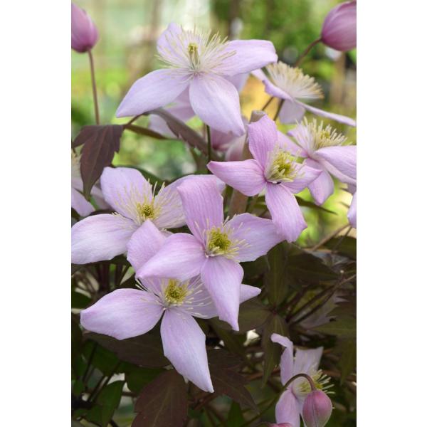 クレマチス　'モンタナ  オドラータ’　系統：モンタナ系　4.5号ロングポット