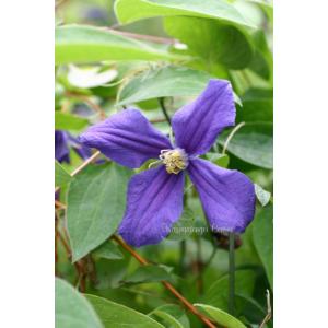 クレマチス　'デュランディ’　系統：インテグリフォリア系　4.5号ロングポット