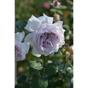 ポルト・ブルー（バラ苗：ロサ・オリエンティス） 大苗予約 7号鉢植え