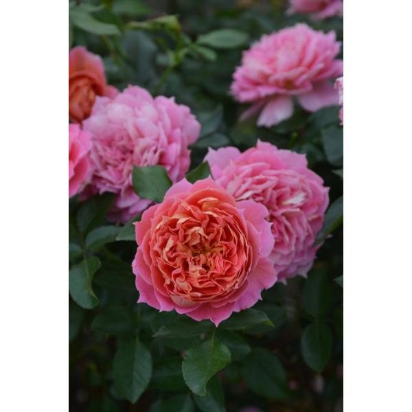 ジャズ（バラ苗：ロサ・オリエンティス） 大苗　7号鉢植え  《種苗登録出願中》