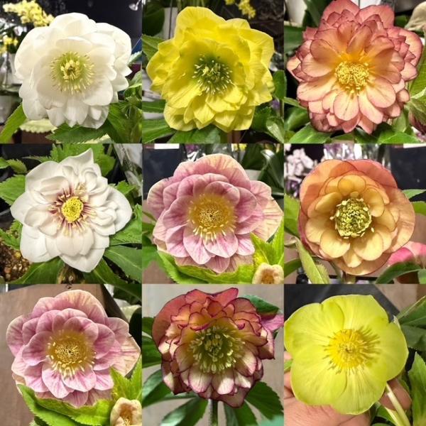 クリスマスローズ ウィンターシンフォニーシリーズ：セレクトミックス（花色指定不可）　堀切園育種　4号...