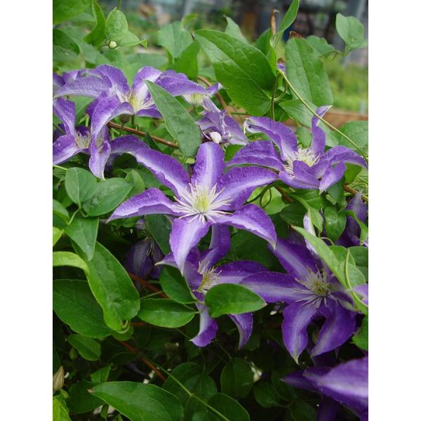 クレマチス '大流（おおながれ）’　系統：ビチセラ系　4.5号ロングポット