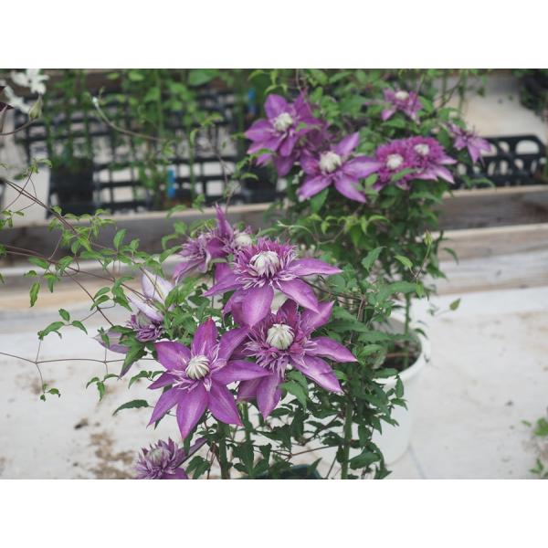 クレマチス '昇龍’　系統：フロリダ系　4.5号ロングポット《農林水産省 品種登録出願中》
