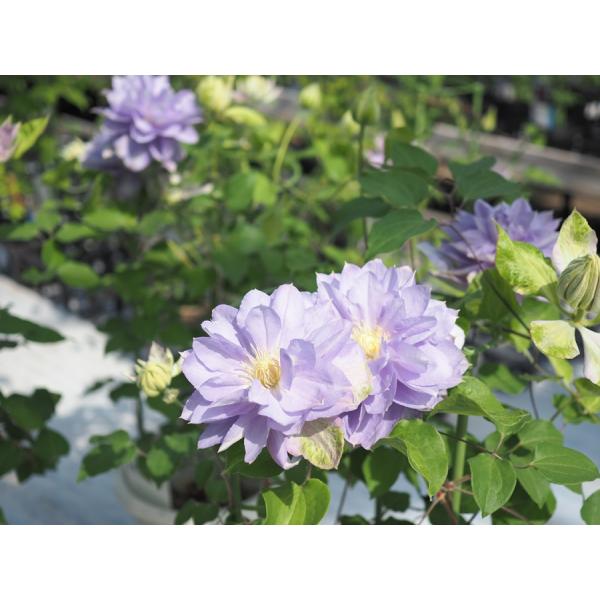 クレマチス　’初夏のおとずれ’　系統：パテンス系　4.5号ロングポット