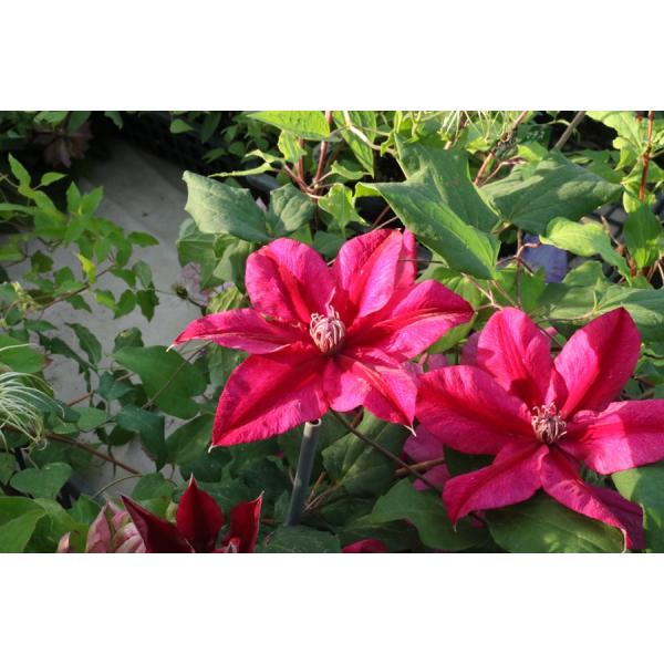 クレマチス　’甘酸っぱい季節’　系統：フロリダ系　4.5号ロングポット　湘南クレマチス園オリジナル