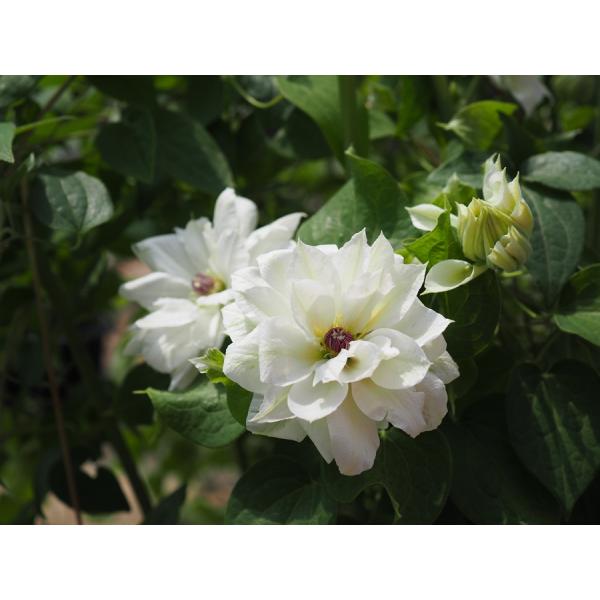 クレマチス　’うさぎの雪遊び’　系統：パテンス系　4.5号ロングポット　湘南クレマチス園オリジナル