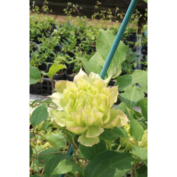 クレマチス　’風の忘れもの’　系統：パテンス系　4.5号ロングポット　湘南クレマチス園オリジナル