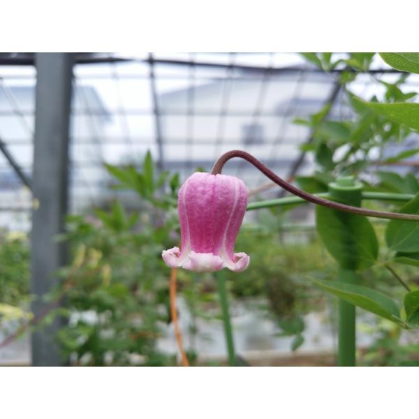 クレマチス　’妙福’　希少品　系統：テキセンシス、ビオルナ系　4.5号ロングポット