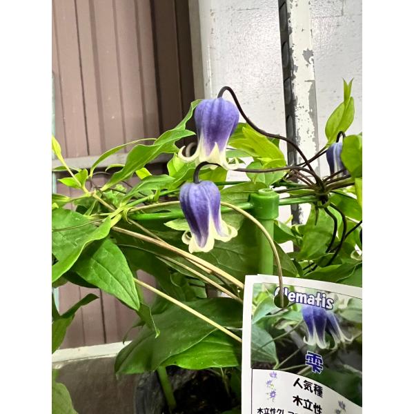 クレマチス　'雫’　系統：テキセンシス系　木立タイプ　4.5号ロングポット《予約苗　4月下旬〜5月頃...