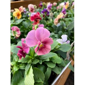 tomi　ビオラ　2ポット ベジハナファームさんのビオラ2ポット 農家の気持ち Nouka no kimochi