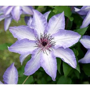 クレマチス　’美佐世’　系統：パテンス系　4.5号ロングポット