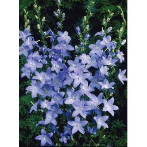 カンパニュラ　ピラミダリス　宿根草　10.5cmポット