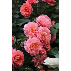 サンセット・グロウ（バラ苗：ラージフラワードクライマー）　新苗苗　《契約品種》