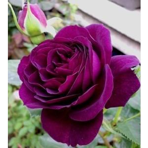 リリエンタール（バラ苗：ロサ・オリエンティス） 大苗予約 7号鉢植え