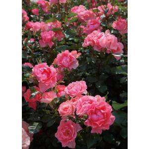 ポルト・ブルー（バラ苗：ロサ・オリエンティス） 大苗 7号鉢植え