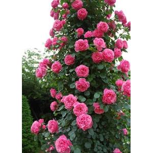 幸せリング♡つるバラ♡リング仕立て♡須磨♡ 幸せリング つるバラ リング仕立て 須磨 : nico-flowers - 通販
