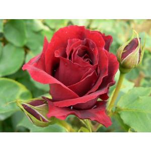 バラ 黒真珠 苗 花 ガーデニング の商品一覧 通販 Yahoo ショッピング