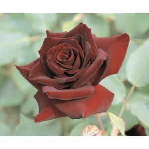 バラ 黒真珠 苗 花 ガーデニング の商品一覧 通販 Yahoo ショッピング