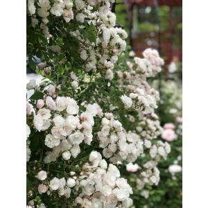 クリスマスローズ開花株 DDグロッシーカラー☆グロスレッド 237 現品