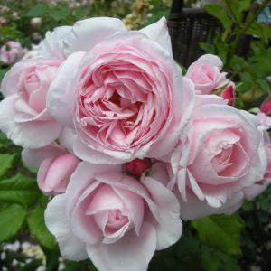 バラ苗 ナエマの商品一覧 通販 Yahoo ショッピング